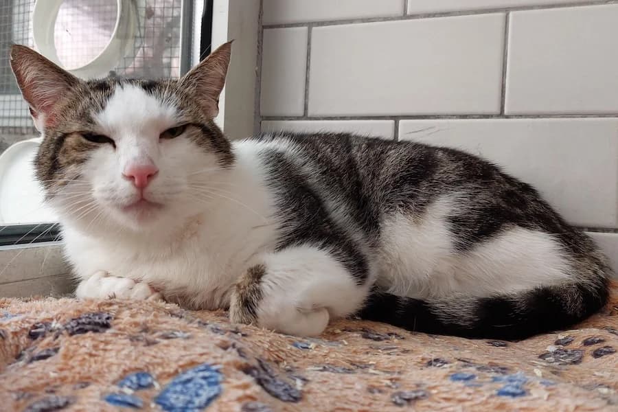 Grimm, male senior Mixed Breed for adoption at Tierheim Ludwigsburg, Ludwigsburg