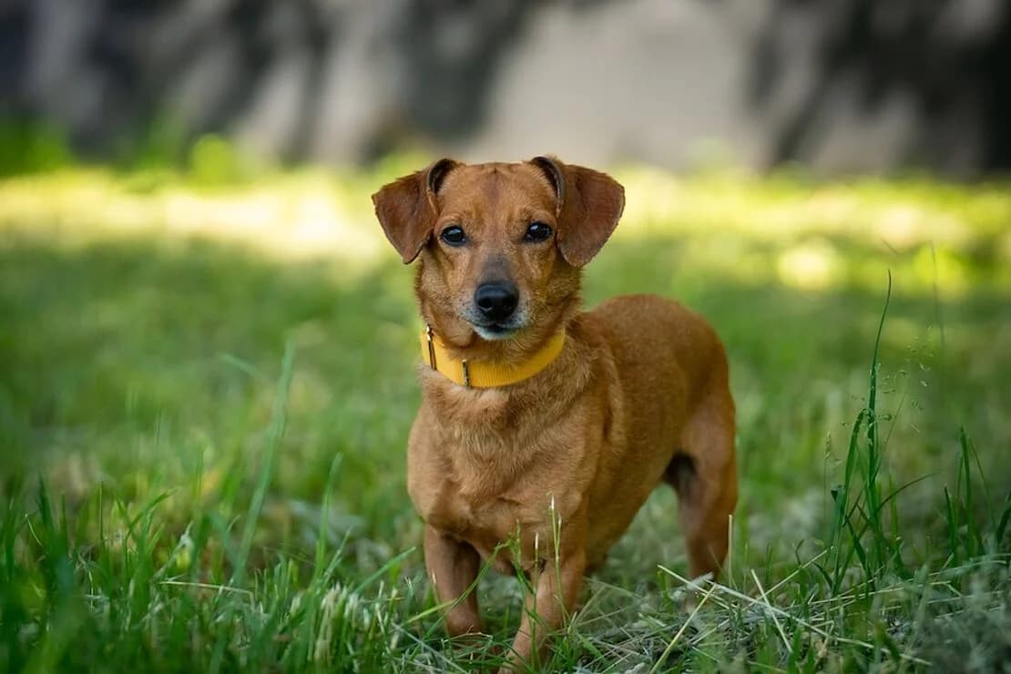 Grinch, male Dachshund for adoption at Tierheim Ludwigsburg, Ludwigsburg