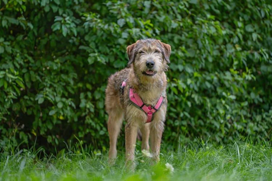 Hardy, male young Mixed Breed for adoption at Tierheim Ludwigsburg, Ludwigsburg