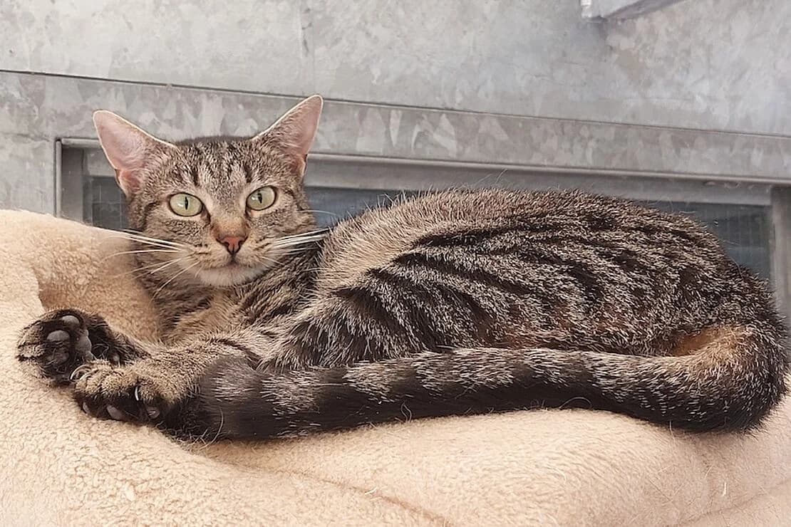 Harriet und Hamilton, male 3yo Mixed Breed for adoption at Tierheim Ludwigsburg, Ludwigsburg