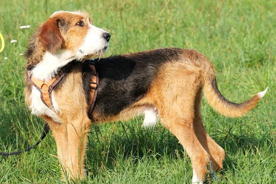 Jack, male young Mixed Breed for adoption at Tierheim Ludwigsburg, Ludwigsburg