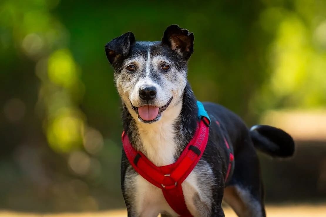 Jacky, female Mixed Breed for adoption at Tierheim Ludwigsburg, Ludwigsburg