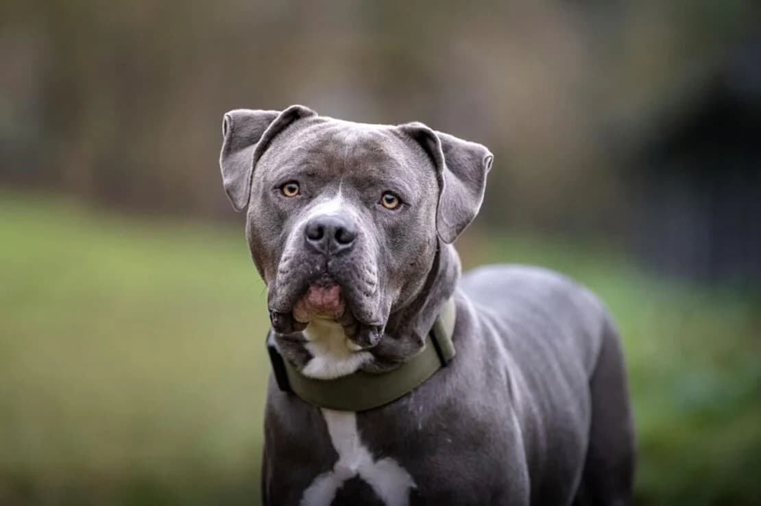 Kalle, male 4yo mixed breed for adoption at Tierheim Ludwigsburg, Ludwigsburg