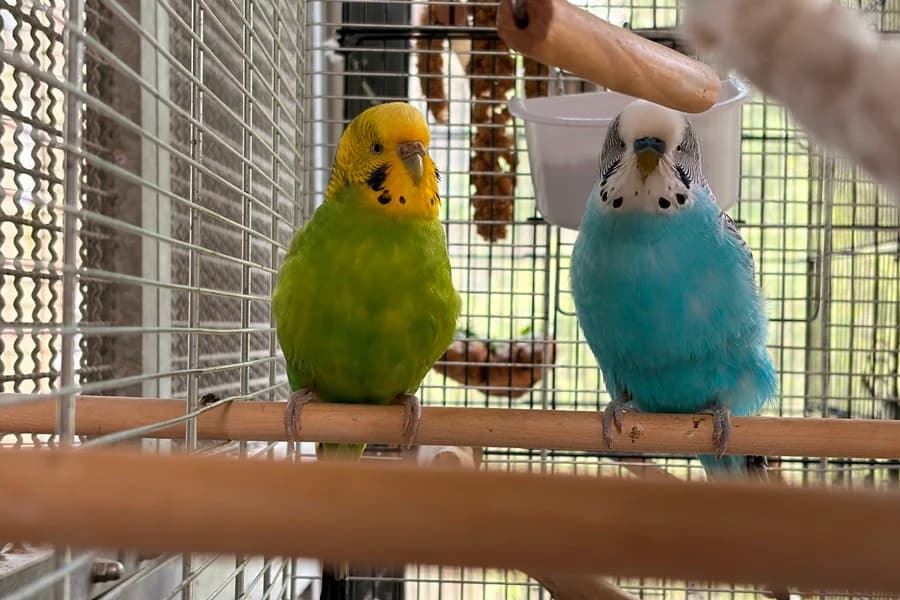 Kiwi und Bubi, male 7yo Mixed Breed for adoption at Tierheim Ludwigsburg, Ludwigsburg
