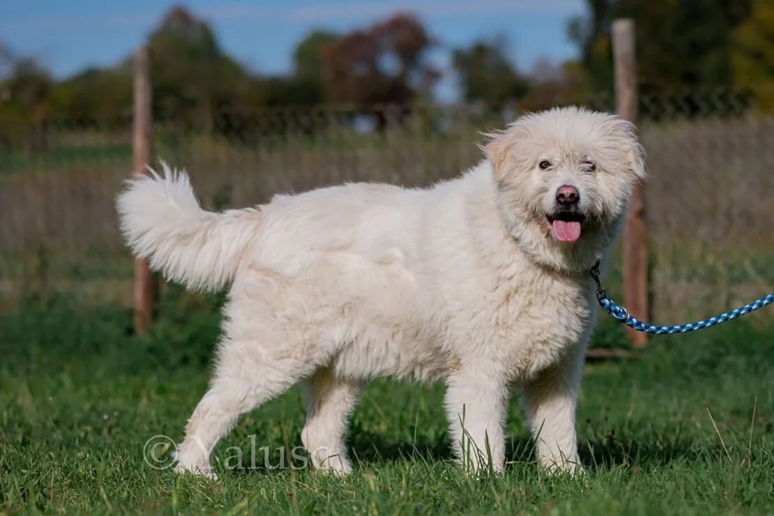 knut (HSH, Senioren), male Mixed Breed for adoption at Tierheim Ludwigsburg, Ludwigsburg