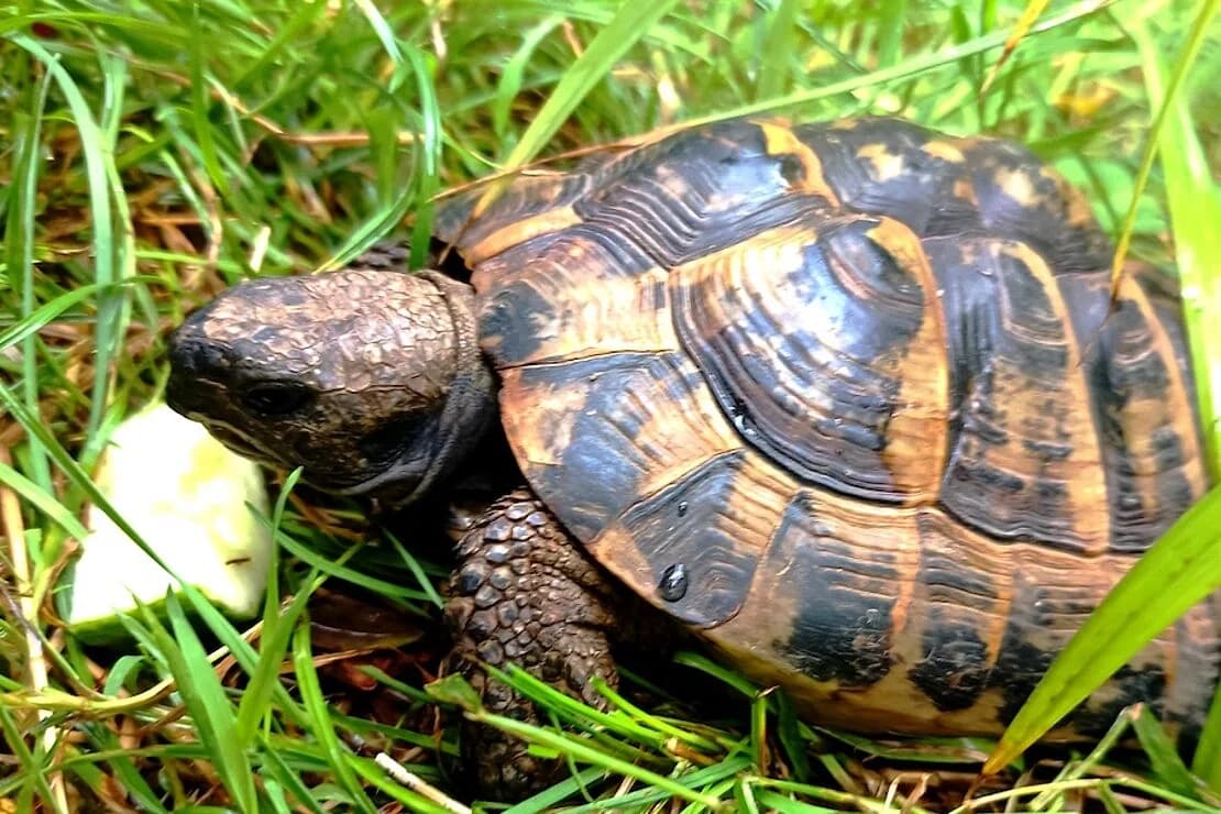 Landschildkröten, male Mixed Breed for adoption at Tierheim Ludwigsburg, Ludwigsburg