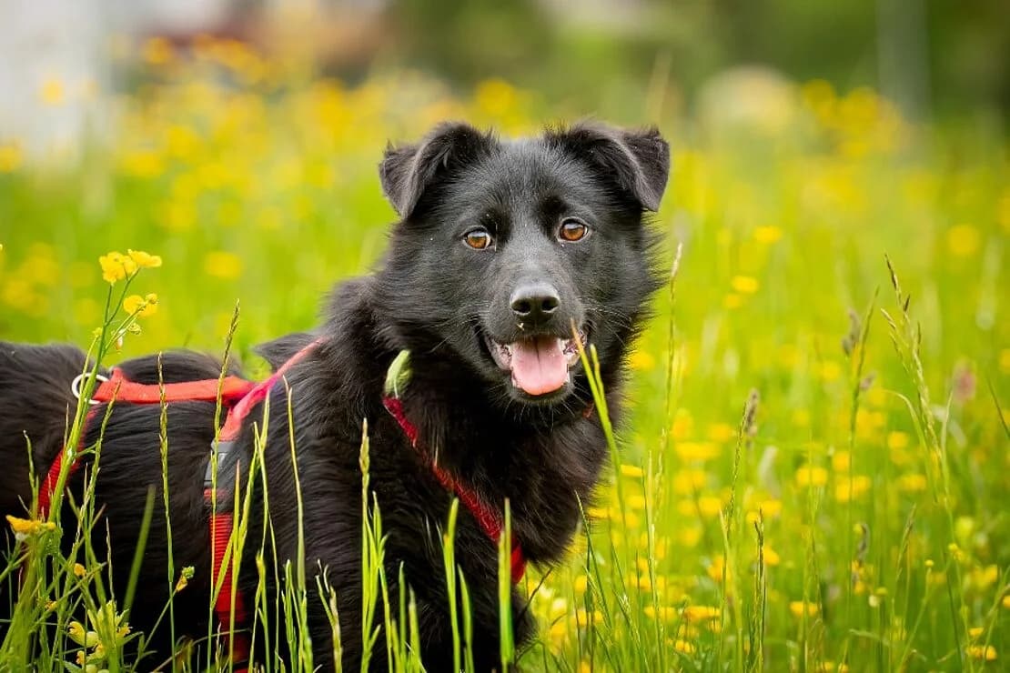 Leika, male young mixed breed for adoption at Tierheim Ludwigsburg, Ludwigsburg