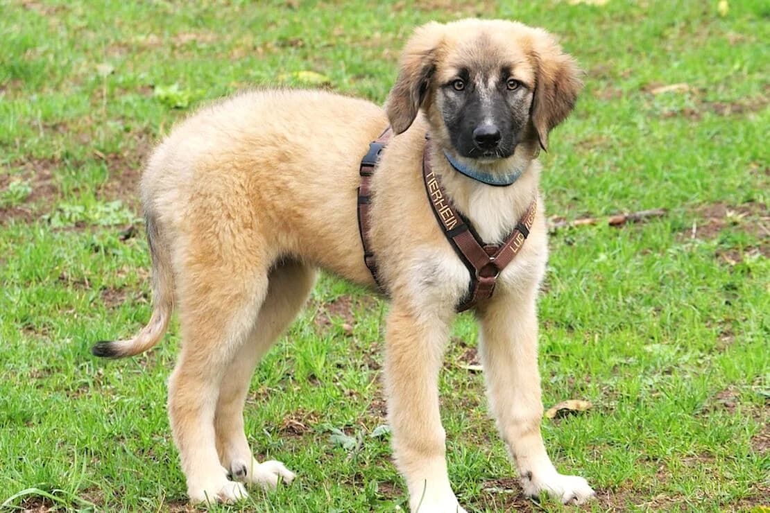 Lilith, female puppy mixed breed for adoption at Tierheim Ludwigsburg, Ludwigsburg