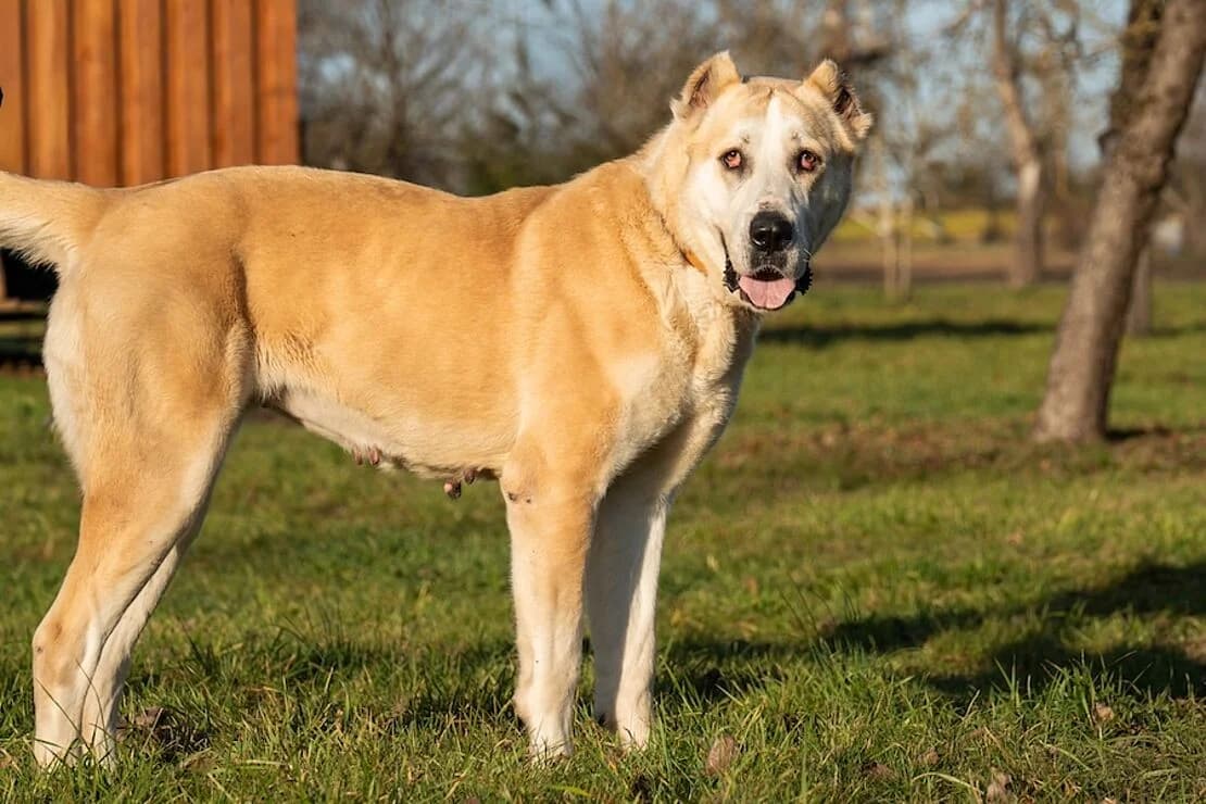 Liz (HSH), female 6yo Mixed Breed for adoption at Tierheim Ludwigsburg, Ludwigsburg