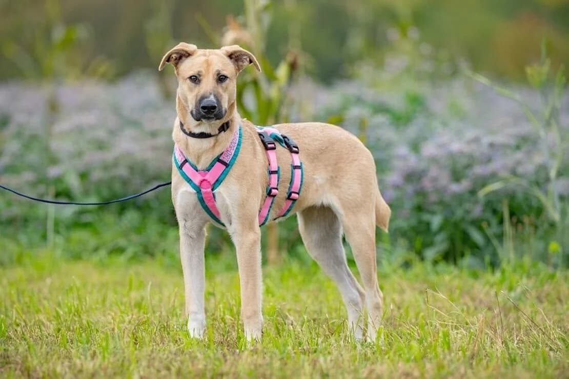 Lucy (HSH), female 4yo Mixed Breed for adoption at Tierheim Ludwigsburg, Ludwigsburg