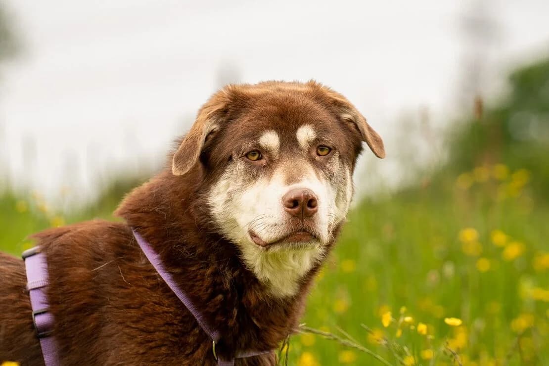 Lumi, female young mixed breed for adoption at Tierheim Ludwigsburg, Ludwigsburg