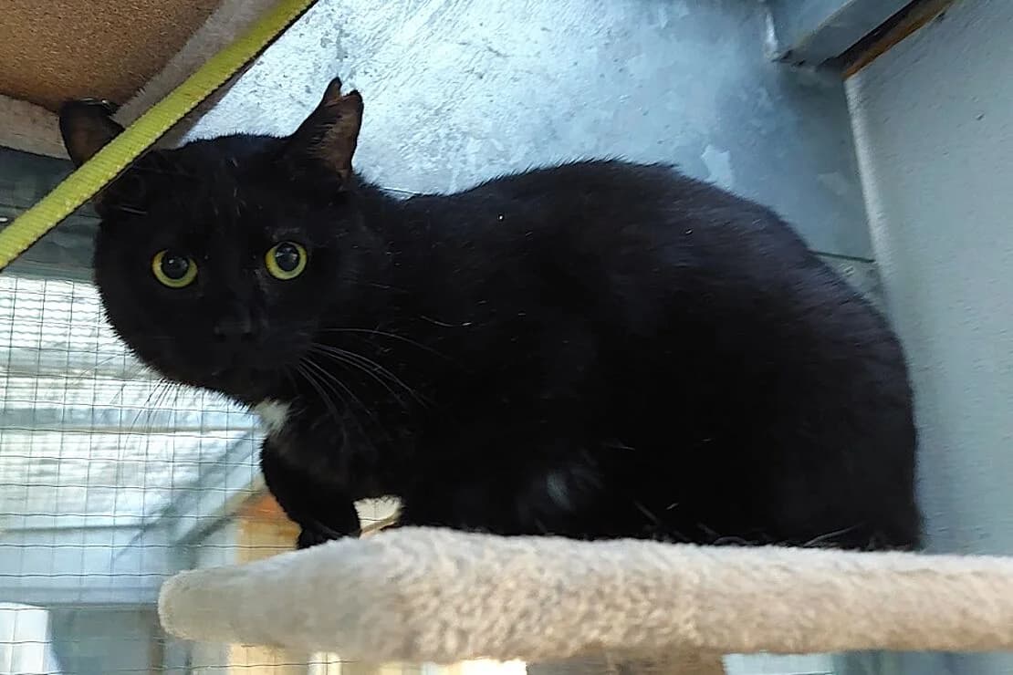 Lysander, female senior mixed breed for adoption at Tierheim Ludwigsburg, Ludwigsburg
