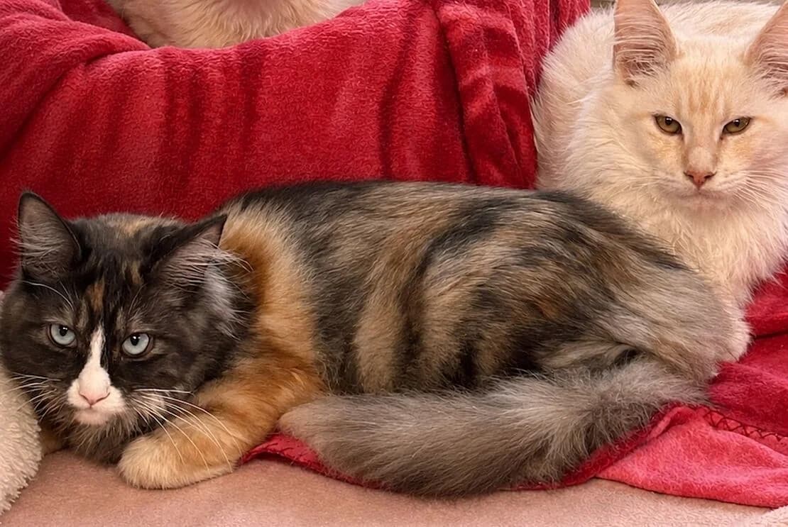 Main Coon, male Mixed Breed for adoption at Tierheim Ludwigsburg, Ludwigsburg