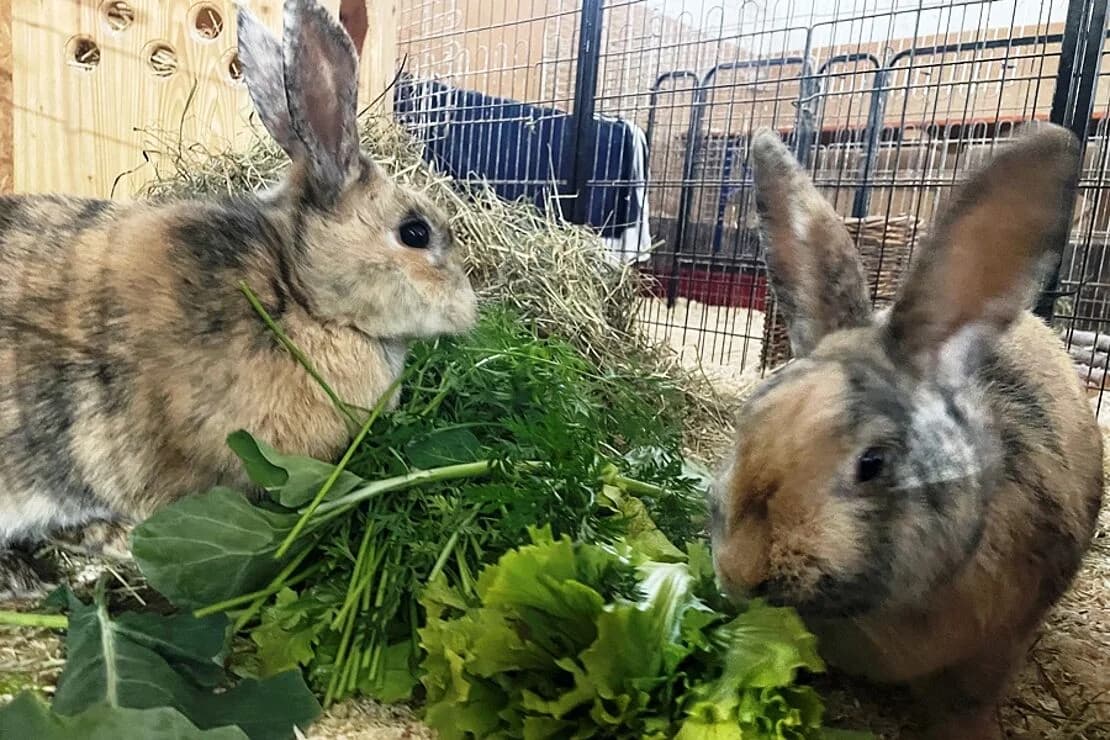 Manuka und Lavendel, female young mixed breed for adoption at Tierheim Ludwigsburg, Ludwigsburg