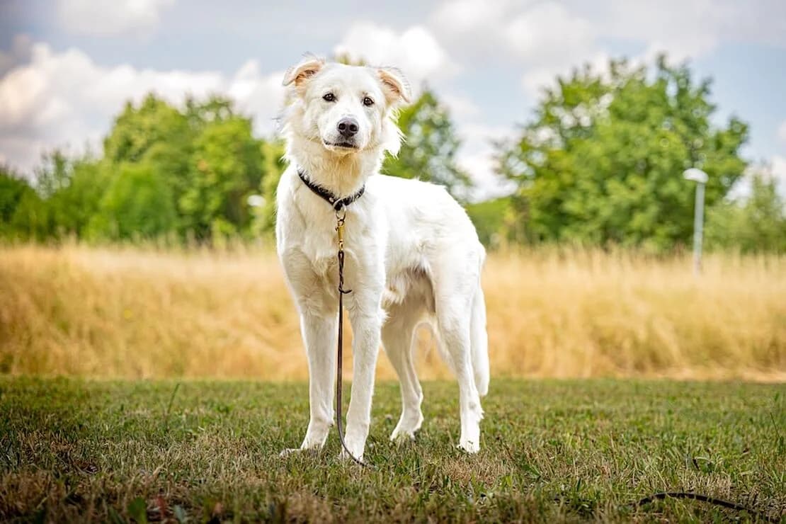 Kami (HSH), male young Mixed Breed for adoption at Tierheim Ludwigsburg, Ludwigsburg