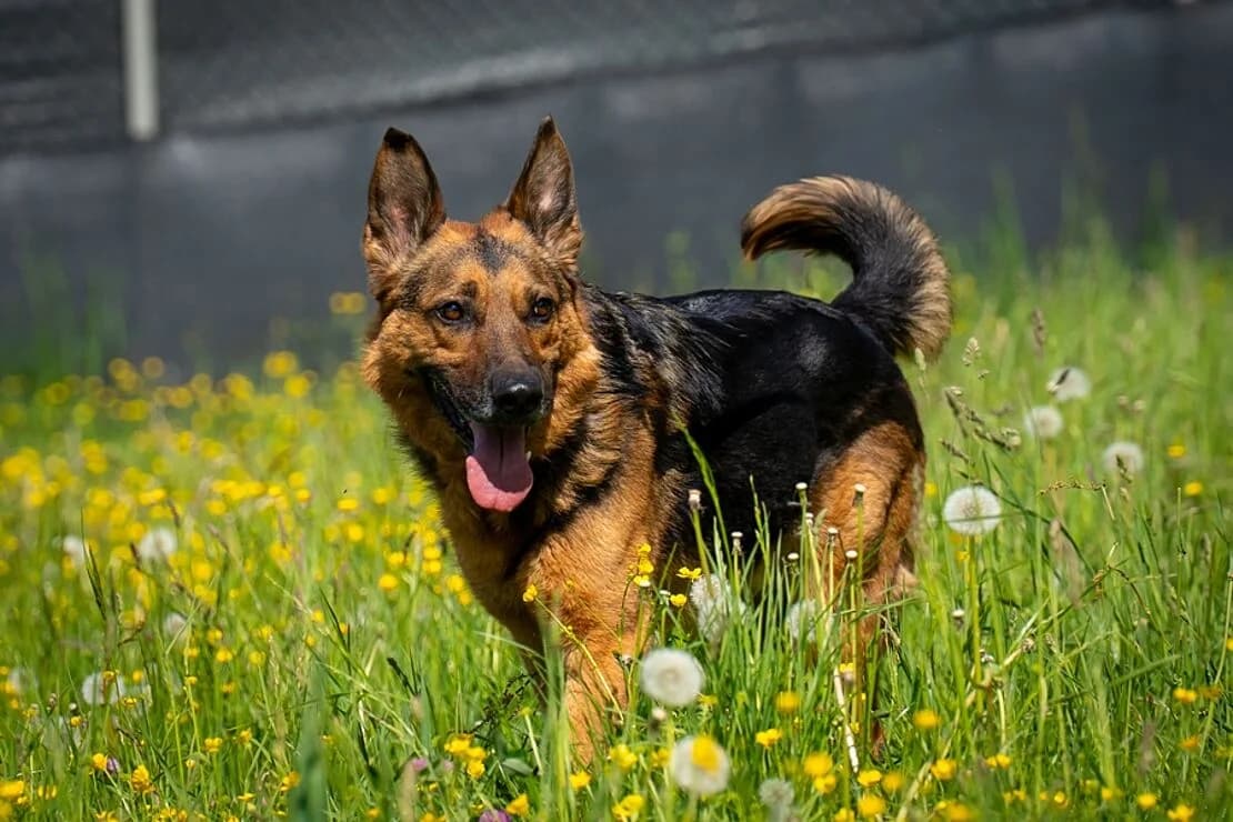 Max, male 5yo Mixed Breed for adoption at Tierheim Ludwigsburg, Ludwigsburg