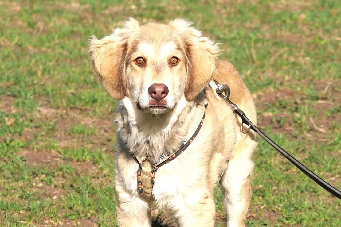 Maxi, male puppy mixed breed for adoption at Tierheim Ludwigsburg, Ludwigsburg