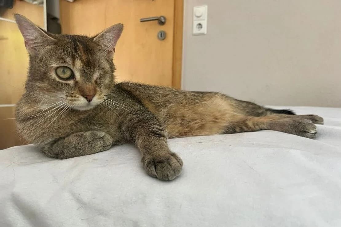 Minnie, female 3yo European Shorthair for adoption at Tierheim Ludwigsburg, Ludwigsburg