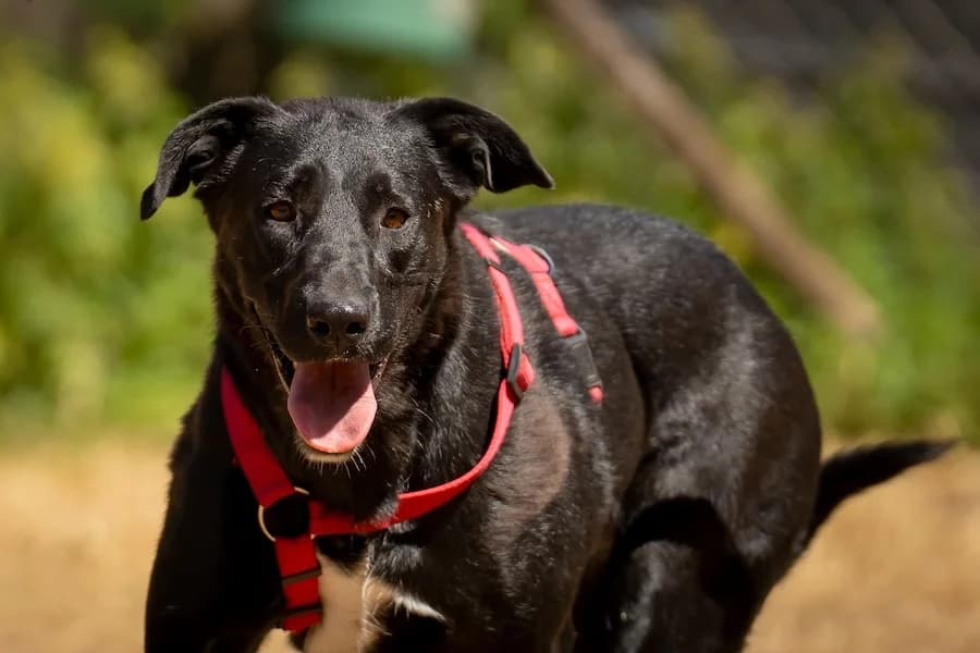 Momo, female 4yo Mixed Breed for adoption at Tierheim Ludwigsburg, Ludwigsburg