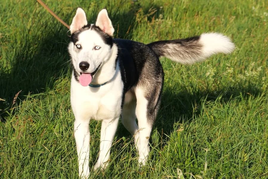 North (Junghunde), male Mixed Breed for adoption at Tierheim Ludwigsburg, Ludwigsburg