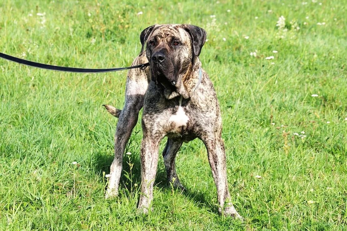 Paco, male young Presa Canario for adoption at Tierheim Ludwigsburg, Ludwigsburg