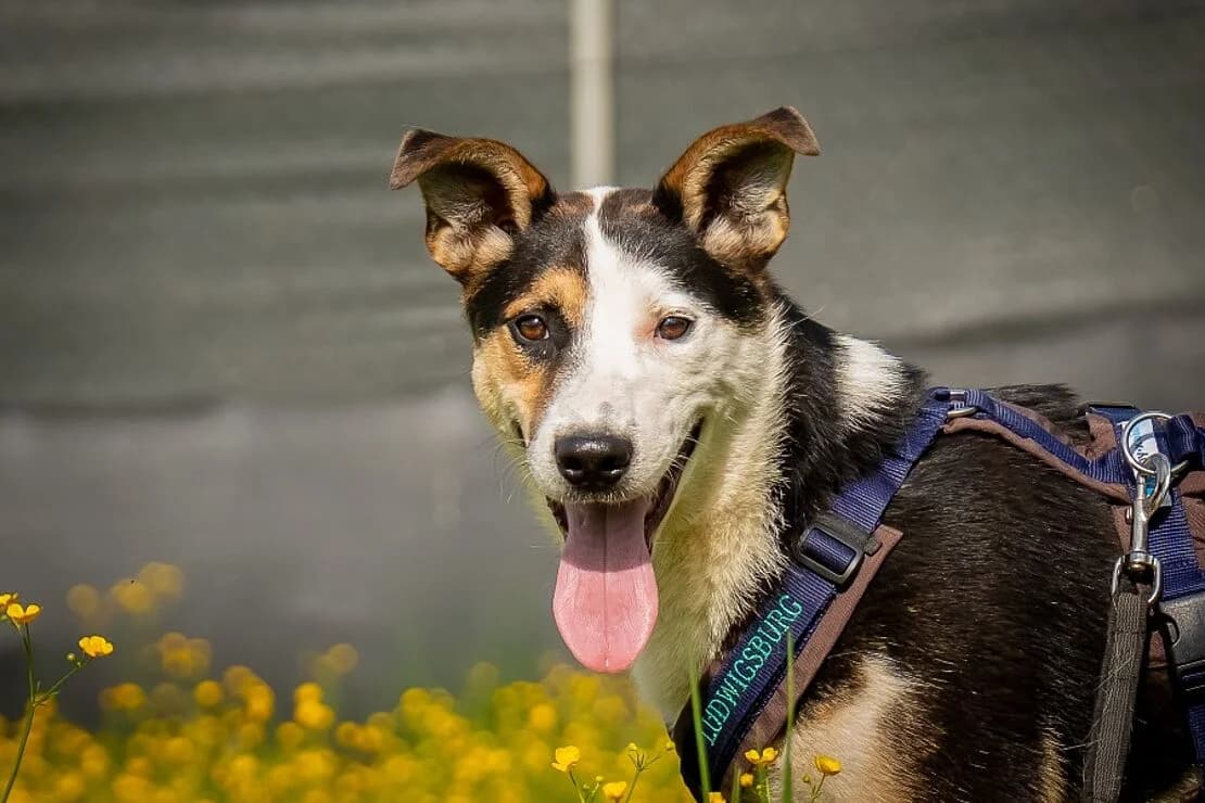 Piter, Robbie, male young mixed breed for adoption at Tierheim Ludwigsburg, Ludwigsburg