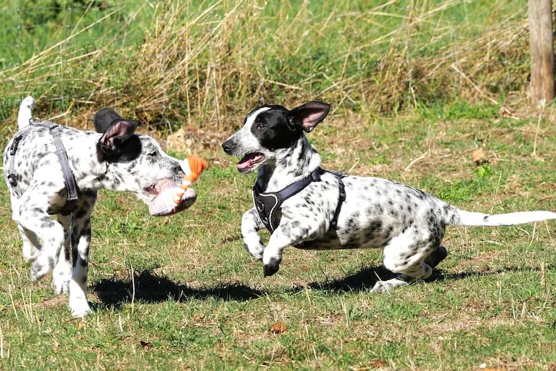 Pünktchen und Antonia, female puppy mixed breed for adoption at Tierheim Ludwigsburg, Ludwigsburg