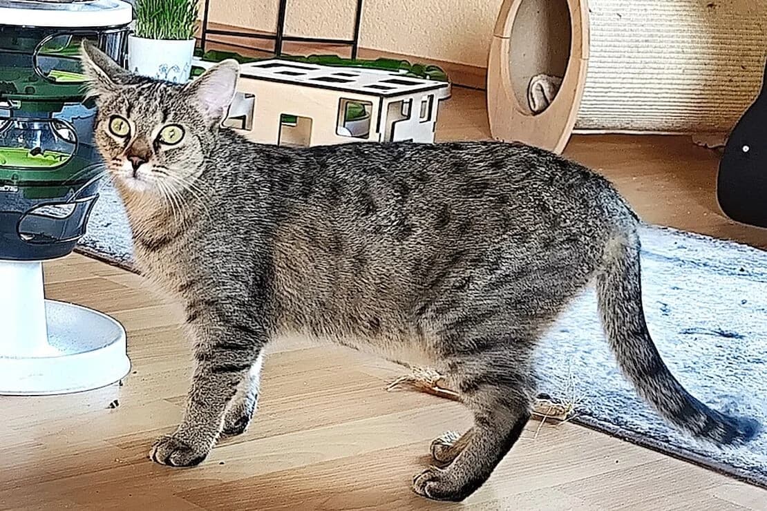 Putzi, Loreley und Finley, braun male young Mixed Breed for adoption at Tierheim Ludwigsburg, Ludwigsburg