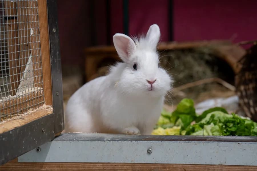 Quark, male young mixed breed for adoption at Tierheim Ludwigsburg, Ludwigsburg