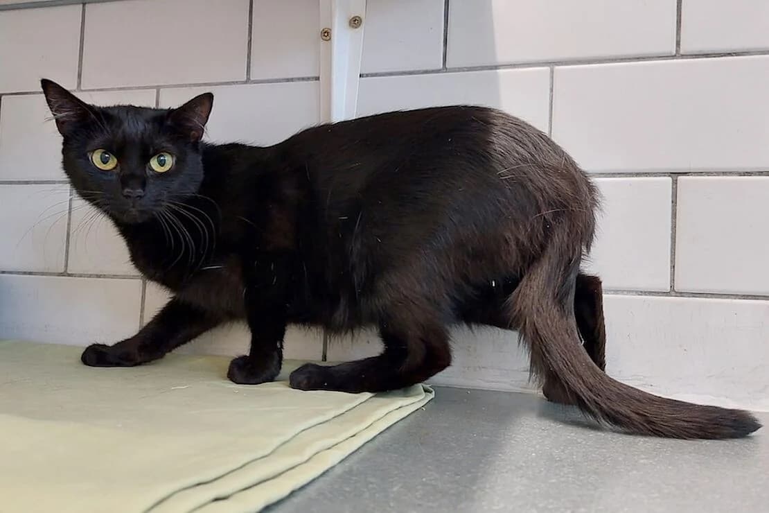 Raven, female young mixed breed for adoption at Tierheim Ludwigsburg, Ludwigsburg