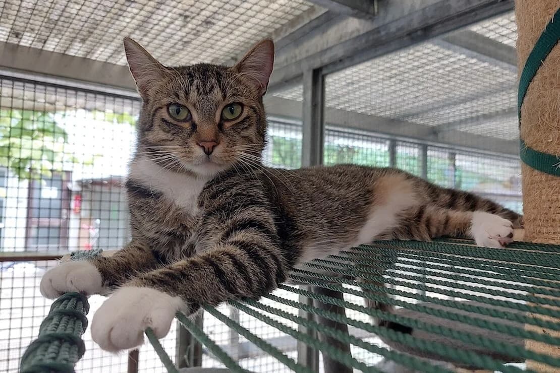 Rhone, female mixed breed for adoption at Tierheim Ludwigsburg, Ludwigsburg