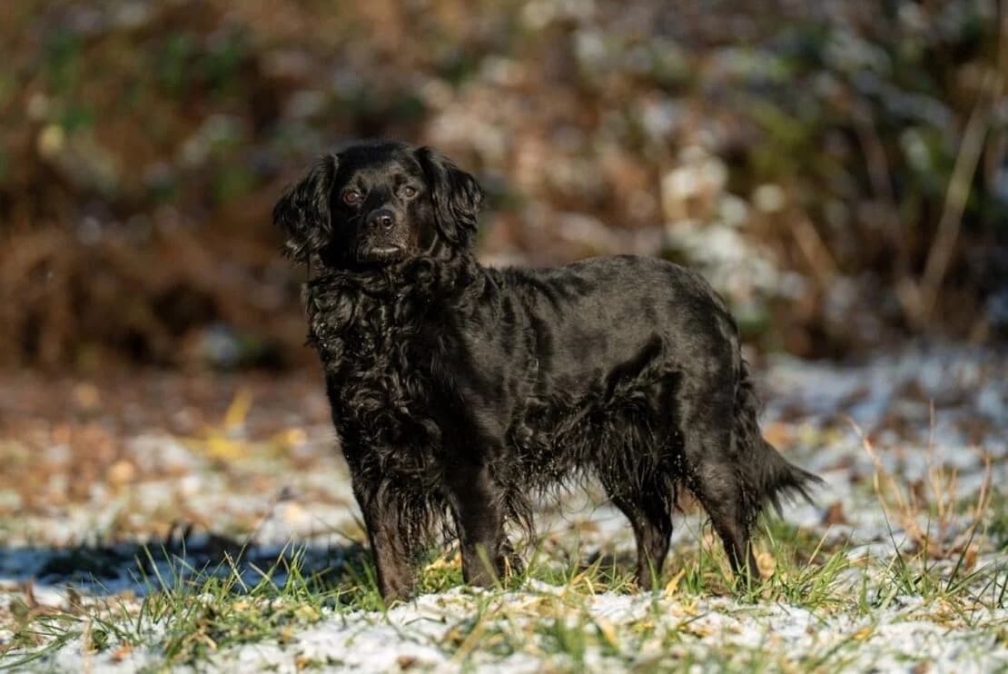 Rina, female Mixed Breed for adoption at Tierheim Ludwigsburg, Ludwigsburg