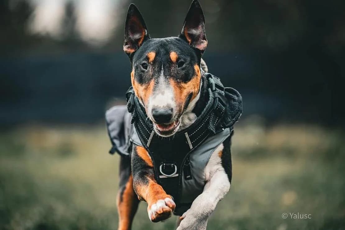Rocky_Bullterrier, male 6yo Mixed Breed for adoption at Tierheim Ludwigsburg, Ludwigsburg