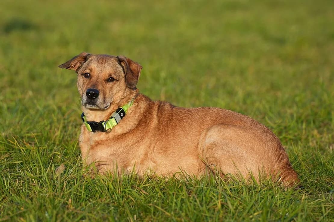 Rocky_Multimix, male Mixed Breed for adoption at Tierheim Ludwigsburg, Ludwigsburg