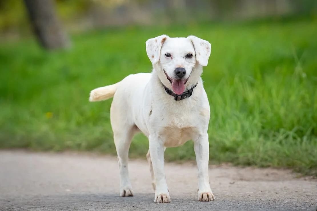 Rosalie, female senior Mixed Breed for adoption at Tierheim Ludwigsburg, Ludwigsburg