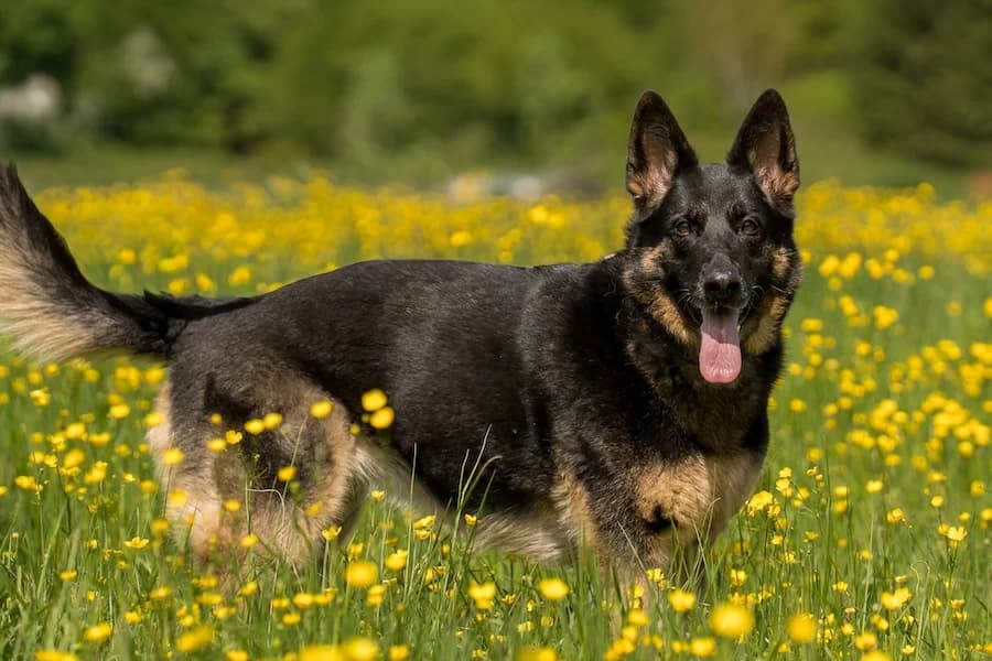 Runa, female 7yo Mixed Breed Cat for adoption at Tierheim Ludwigsburg, Ludwigsburg