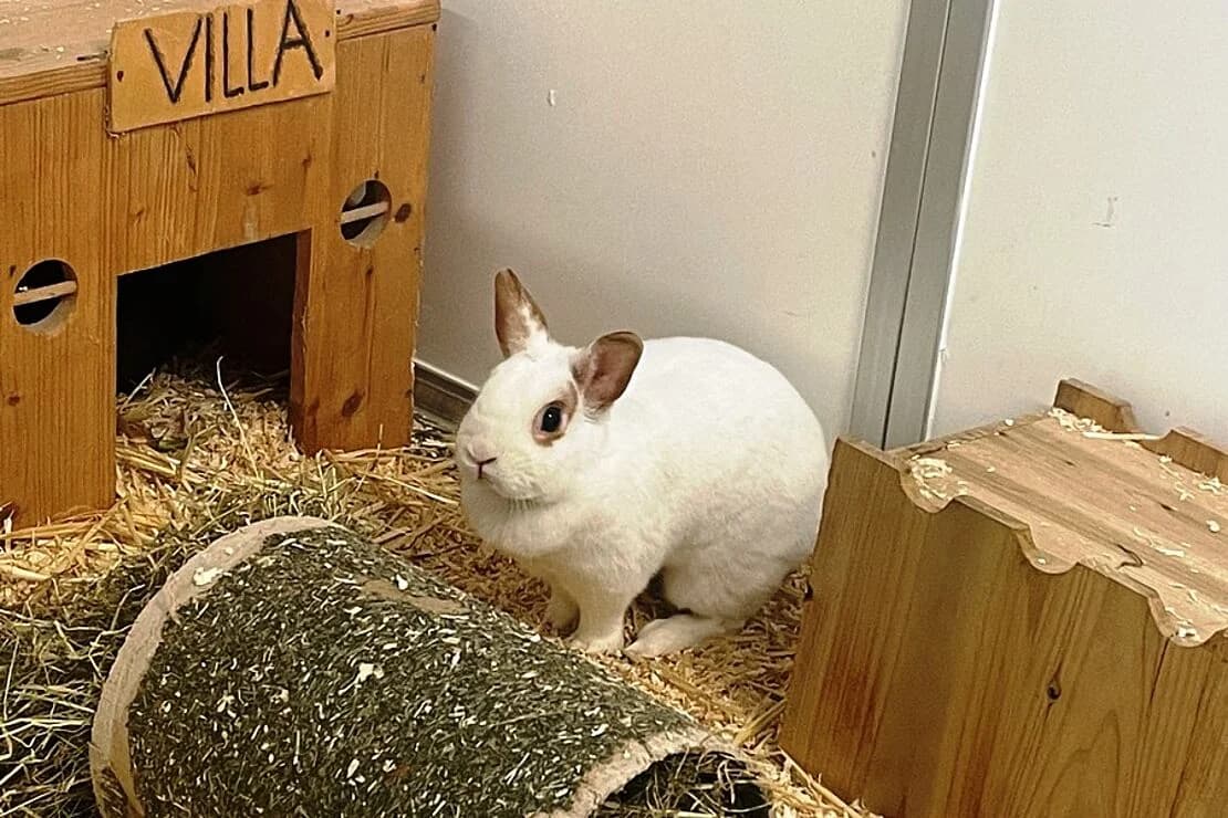 Salz und Pfeffer, male 3yo Mixed Breed for adoption at Tierheim Ludwigsburg, Ludwigsburg