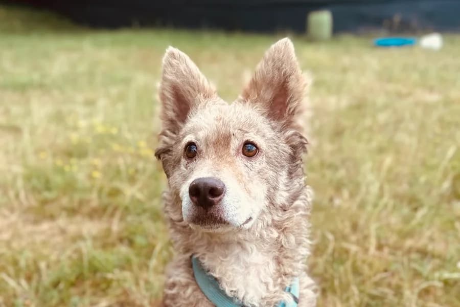 Schwips, male young mixed breed for adoption at Tierheim Ludwigsburg, Ludwigsburg