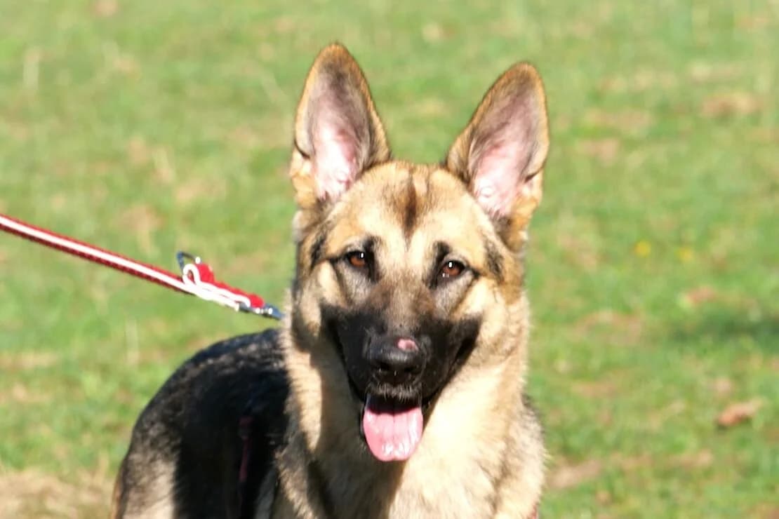 Souri (große), female puppy Mixed Breed for adoption at Tierheim Ludwigsburg, Ludwigsburg