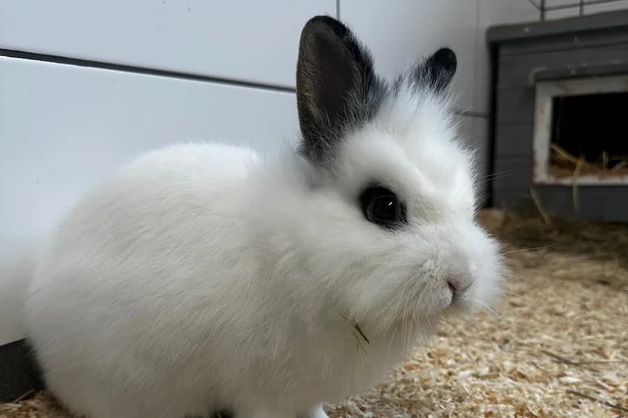 Susi, female mixed breed for adoption at Tierheim Ludwigsburg, Ludwigsburg