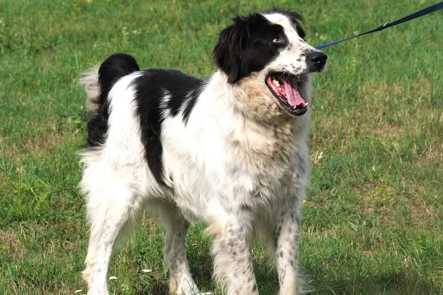 Thea (Senioren, HSH), female senior Mixed Breed for adoption at Tierheim Ludwigsburg, Ludwigsburg