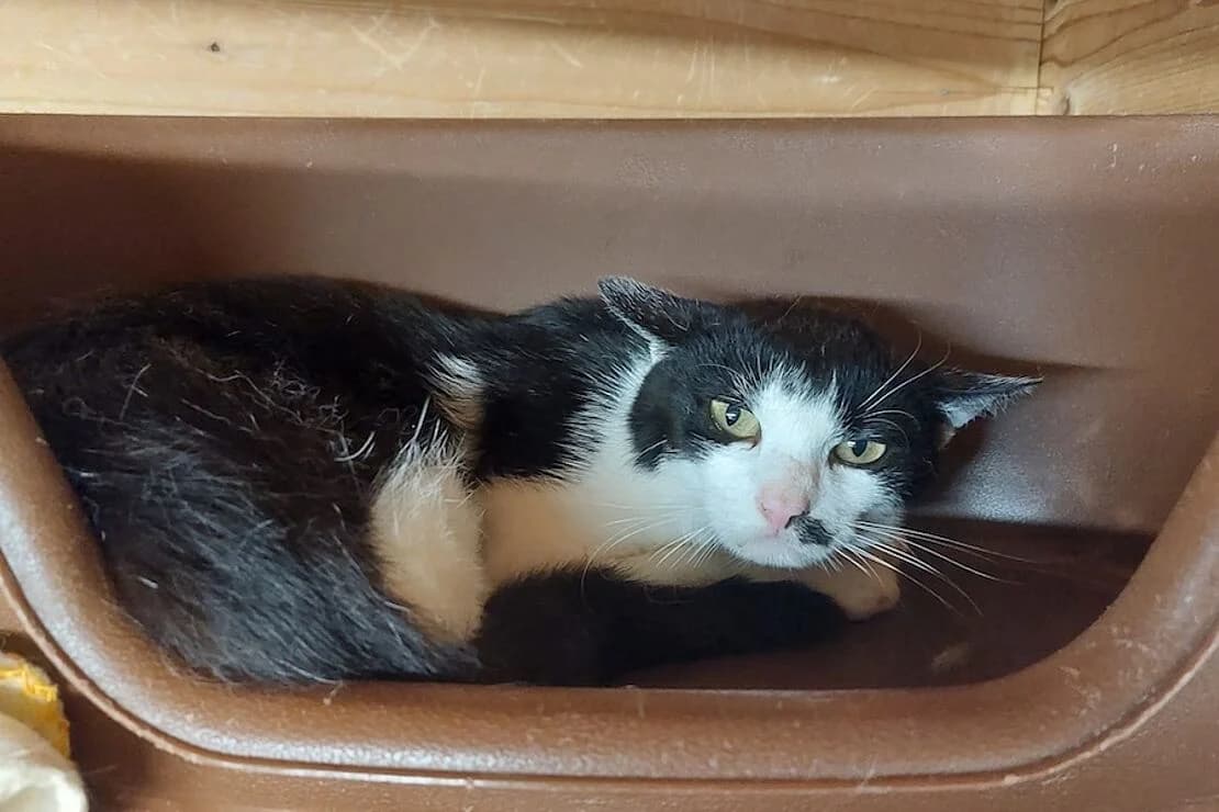 Tom und Tina, male Mixed Breed for adoption at Tierheim Ludwigsburg, Ludwigsburg