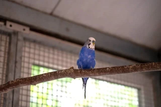 Wellensittiche, male Mixed Breed for adoption at Tierheim Ludwigsburg, Ludwigsburg