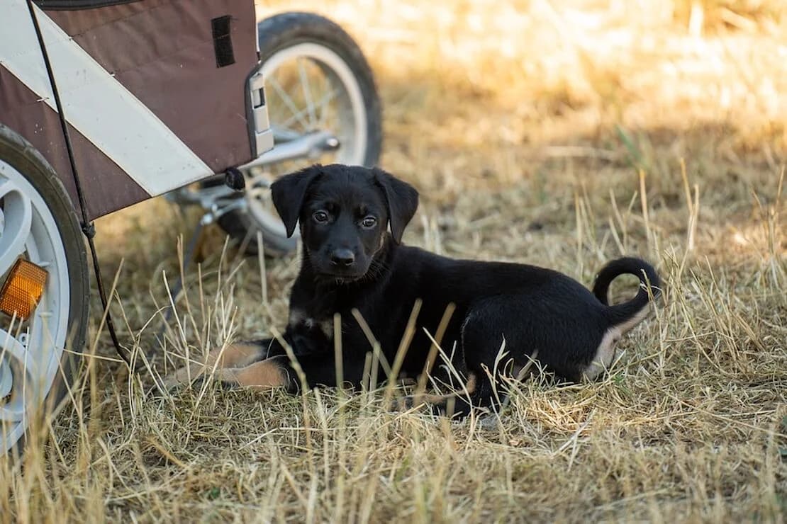 Welpen, female puppy Mixed Breed for adoption at Tierheim Ludwigsburg, Ludwigsburg