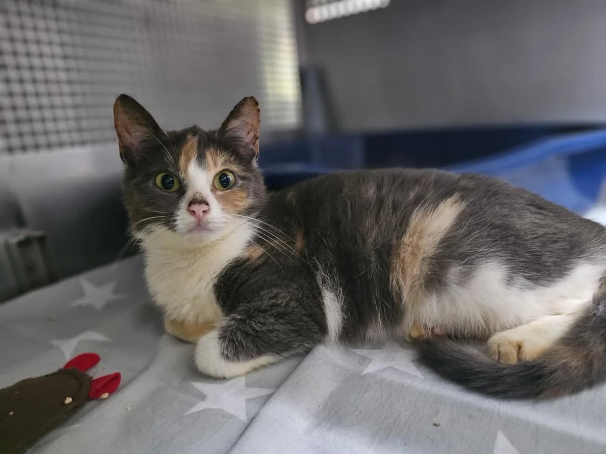 Abby, female European Shorthair for adoption at Tierheim Ludwigshafen, Ludwigshafen/Rheim