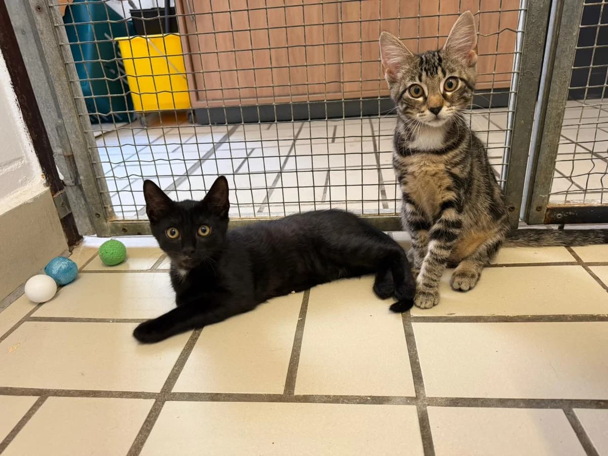 Ahorn & Fichte, braun male puppy European Shorthair for adoption at Tierheim Ludwigshafen, Ludwigshafen/Rheim