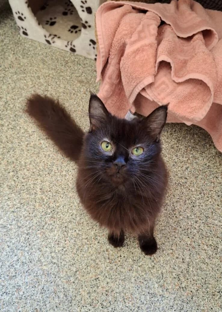 Ahsoka, female senior mixed breed for adoption at Tierheim Ludwigshafen, Ludwigshafen/Rheim