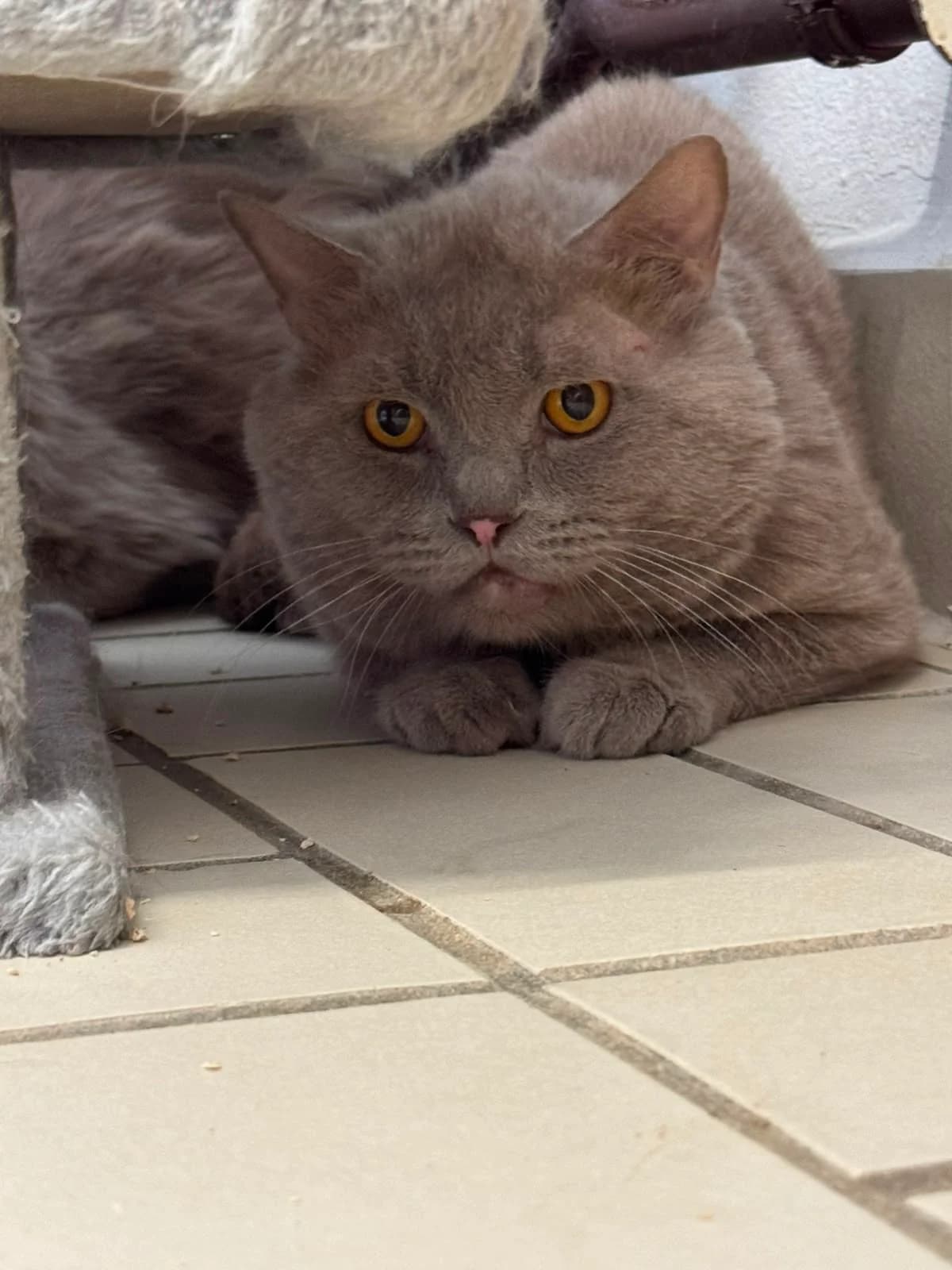 Officer Kirby, male British Shorthair for adoption at Tierheim Ludwigshafen, Ludwigshafen/Rheim