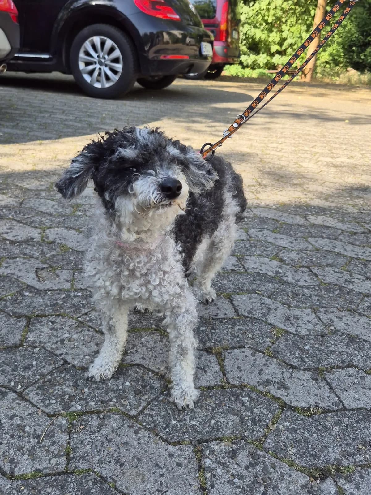 Alfonso, male senior Poodle for adoption at Tierheim Ludwigshafen, Ludwigshafen/Rheim