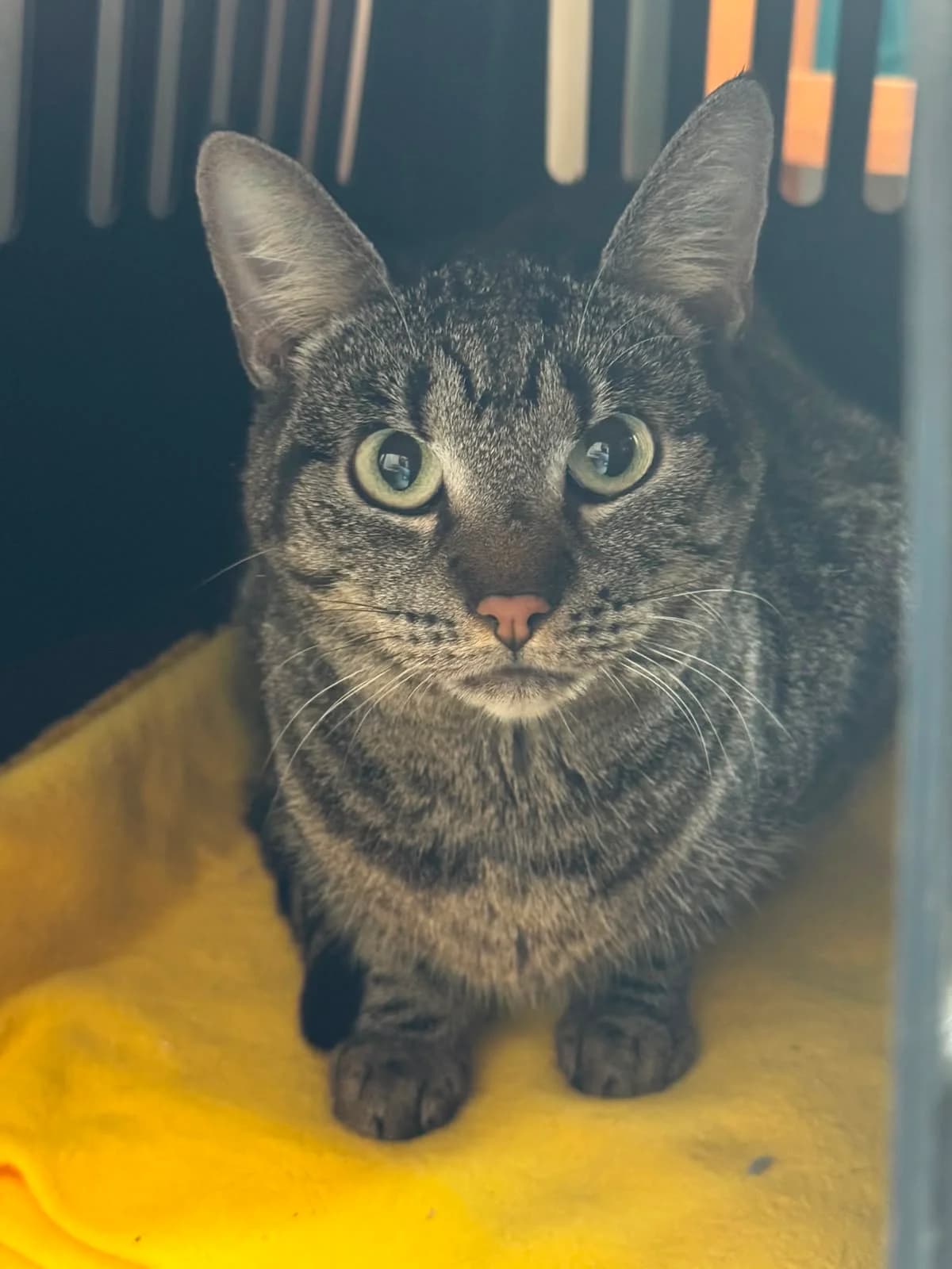 Alva, female 3yo European Shorthair for adoption at Tierheim Ludwigshafen, Ludwigshafen/Rheim